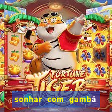 sonhar com gambá jogo do bicho