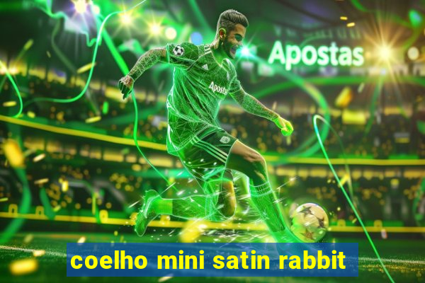 coelho mini satin rabbit